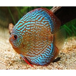Discus Blù Turchese 6/7cm