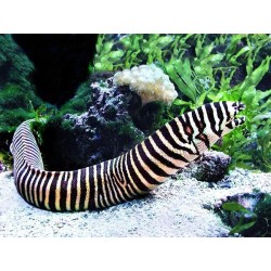 GYMNOMURAENA ZEBRA LARGE...