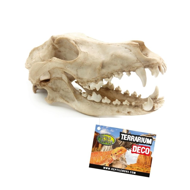 Reptile nova REPTILE NOVA Teschio di animali di grandi dimensioni 27x13x13,5 cm