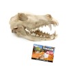 Reptile nova REPTILE NOVA Teschio di animali di grandi dimensioni 27x13x13,5 cm