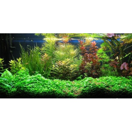 PIANTE ACQUATICHE ORNAMENTALI DA ACQUARIO