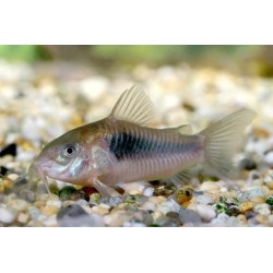 CORYDORAS AENEUS