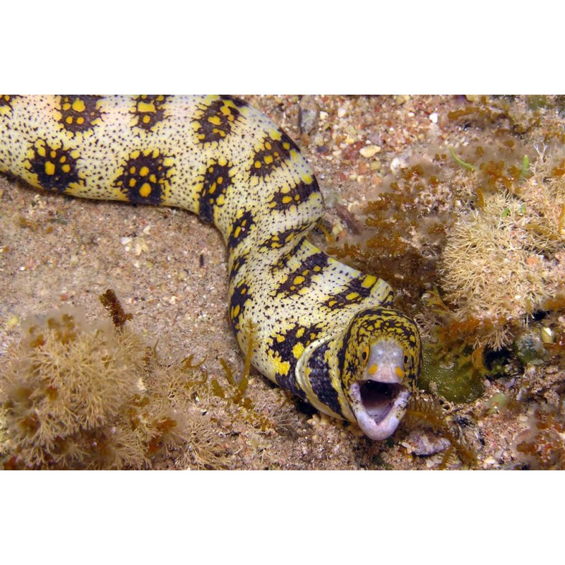 ECHINDA NEBULOSA           	