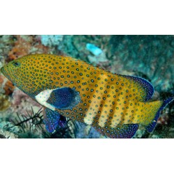 CEPHALOPHOLIS ARGUS 