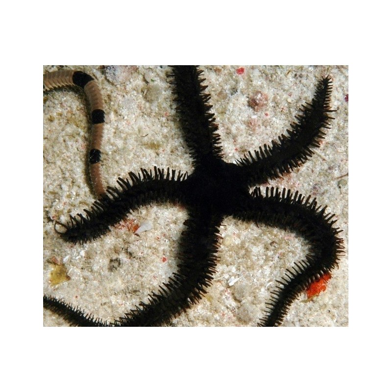 Ophiocoma erinaceus