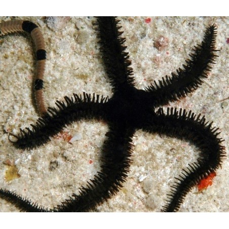 Ophiocoma erinaceus