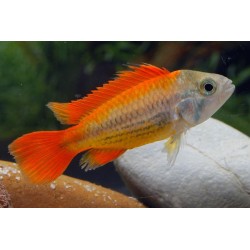 APISTOGRAMMA CACAT.ARANCIO OFF
