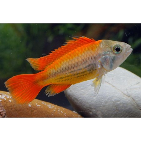 APISTOGRAMMA CACAT.ARANCIO OFF
