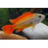 APISTOGRAMMA CACAT.ARANCIO OFF