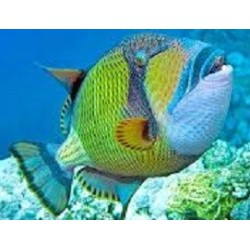 BALISTOIDES VIRIDESCENS...