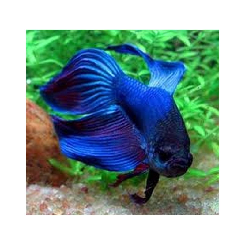 BETTA SPLENDENS MASCHIO