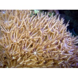 ANTHELIA SPECIES  OFFERTA