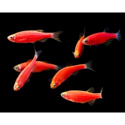 BRACHIDANIO RERIO RED *OFFERTA*