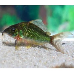 BROCHIS SPLENDENS