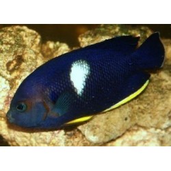 CENTROPYGE TIBICIN (MEDIUM...