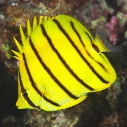 CHAETODON OCTOFASCIATUS...