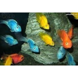 CICHLASOMA PARROT COLOR ASSORTITO 6/8CM OFFERTA