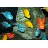 CICHLASOMA PARROT COLOR ASSORTITO 6/8CM OFFERTA