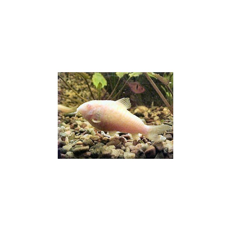 CORYDORAS AENEUS ALBINO