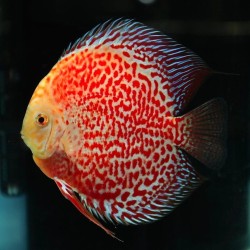 Discus Snow leopard 8/9 cm