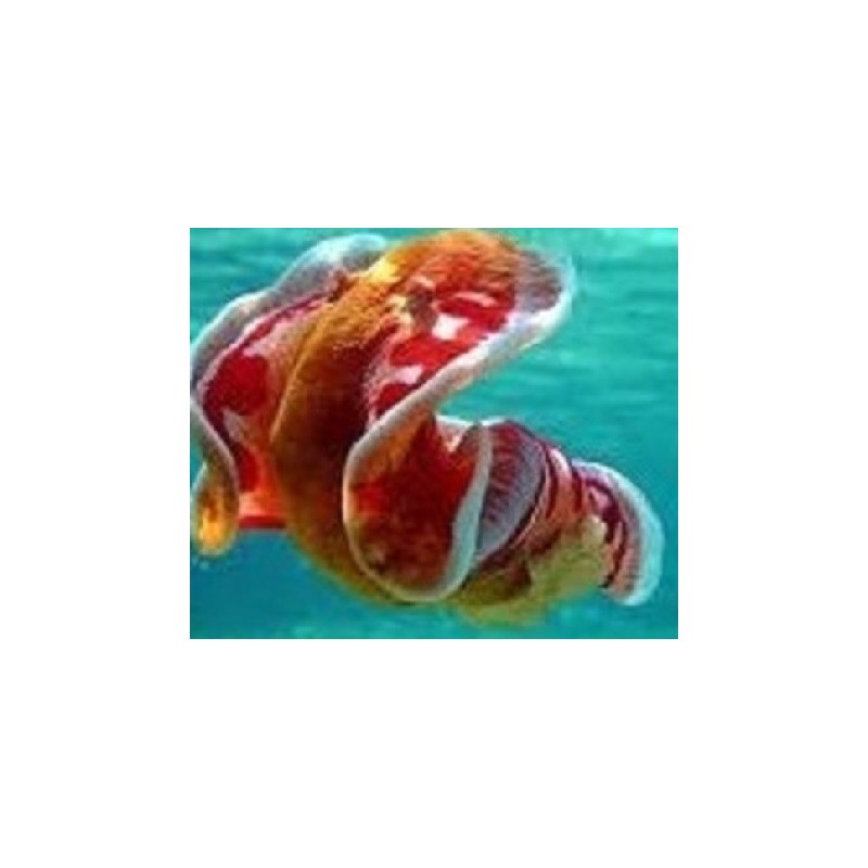 HEXABRANCHUS SANGUINEUS (BALLERINA SPAGNOLA)