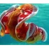 HEXABRANCHUS SANGUINEUS (BALLERINA SPAGNOLA)