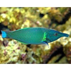 GOMPHOSUS VARIUS GREEN MASCHIO