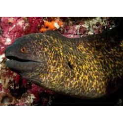 GYMNOTHORAX FLAVIMARGINATUS