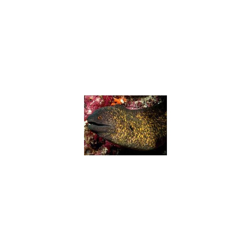 GYMNOTHORAX FLAVIMARGINATUS
