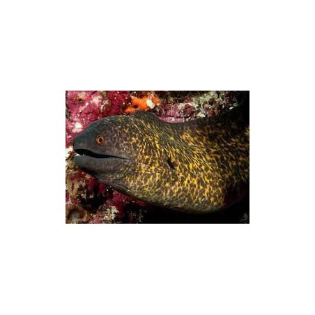 GYMNOTHORAX FLAVIMARGINATUS