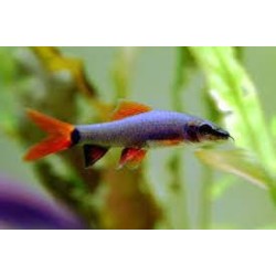 EPALZEORHYNCHOS FRENATUS