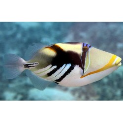 RHINECANTHUS ACULEATUS 