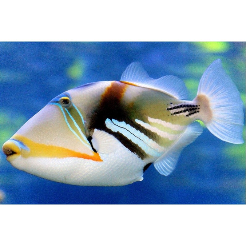 RHINECANTHUS ACULEATUS 
