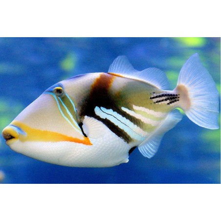 RHINECANTHUS ACULEATUS 